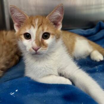Milo -  Domestic Short Hair Cat for Adoption in Asheville, North Carolina - Milo | PetCurious