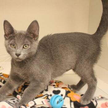 MJ -  Domestic Short Hair Cat for Adoption in Champaign, Illinois - MJ | PetCurious