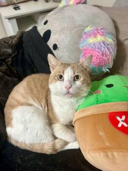Rescue Domestic Short Hair Cats for Adoption in Warrington, Pennsylvania - Garfield | PetCurious