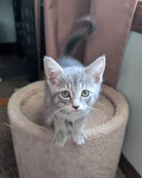 Momo -  Domestic Short Hair Cat Available for Adoption in Lincoln, Nebraska - Momo | PetCurious