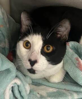 Koala -  Domestic Short Hair Cat for Adoption in Mendham, New Jersey - Koala | PetCurious