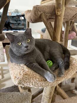 Vega -  Domestic Short Hair Cat for Adoption in Cincinnati, Ohio - Vega | PetCurious