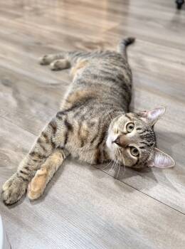 Rescue Domestic Short Hair and Tabby Cats for Adoption in Gaithersburg, Maryland - Cheer | PetCurious