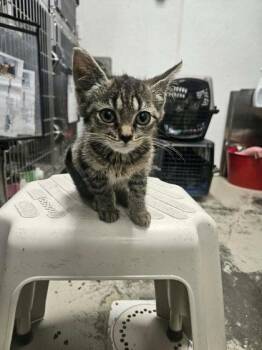 Stella -  Domestic Short Hair Cat for Adoption in Sullivan, Indiana - Stella | PetCurious