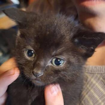Frito Bandito-C -  Domestic Medium Hair Cat for Adoption in East St. Louis, Illinois - Frito Bandito-C | PetCurious