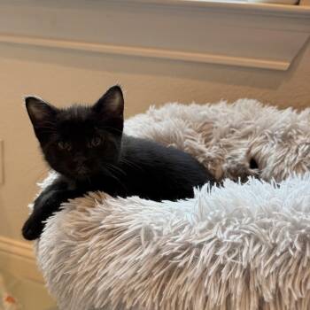 Shaboozy -  Bombay and Domestic Short Hair Cat for Adoption in Liverpool, Texas - Shaboozy | PetCurious