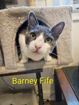 Rescue Domestic Short Hair Cats for Adoption in Parkville, Maryland - Barney Fife (Barnabus) | PetCurious