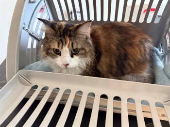 Domestic Long Hair Cats Available for Adoption in Rowlett, Texas - CALLIE | PetCurious