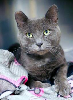 Shark (AO37663) -  Domestic Short Hair Cat for Adoption in Kansas City, Kansas - Shark (AO37663) | PetCurious