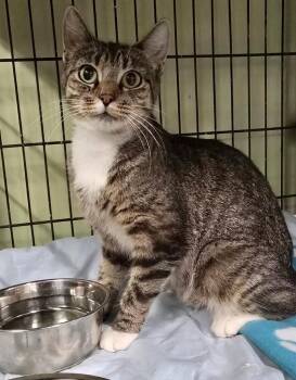Beverly -  Domestic Short Hair Cat for Adoption in Auburn, Indiana - Beverly | PetCurious