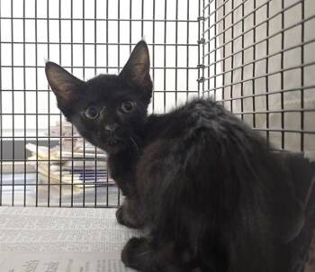 Domestic Short Hair Cats Available for Adoption in Fort Lauderdale, Florida - A2475432 | PetCurious
