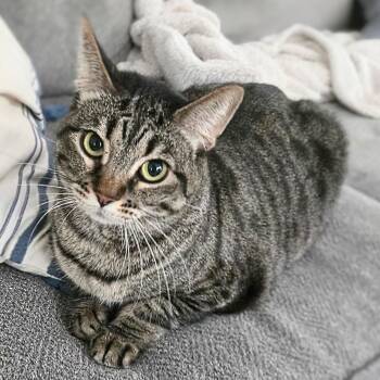 Talulah -  Tabby and Domestic Short Hair Cat for Adoption in Chicago, Illinois - Talulah | PetCurious