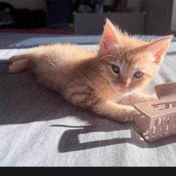 Rusty -  Domestic Short Hair Cat for Adoption in Calimesa, California - Rusty | PetCurious