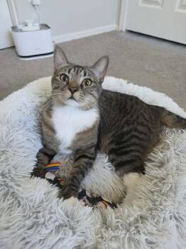 Felicia -  Domestic Short Hair Cat for Adoption in Tucson, Arizona - Felicia | PetCurious