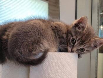 Curly -  Domestic Short Hair Cat for Adoption - Curly | PetCurious