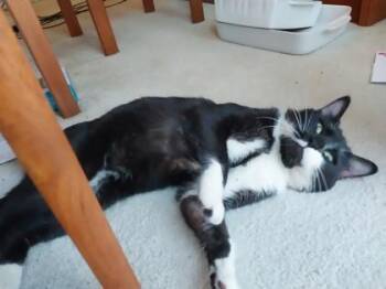 Domestic Short Hair Cats Available for Adoption in Fairfax, Virginia - Bogart | PetCurious