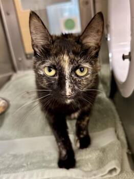 Desi -  Domestic Short Hair Cat for Adoption in Wichita, Kansas - Desi | PetCurious