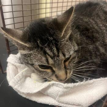 Titus -  Domestic Short Hair Cat for Adoption in Chicago, Illinois - Titus | PetCurious