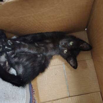 Rescue Domestic Short Hair Cats for Adoption in Springtown, Texas - Augusta | PetCurious