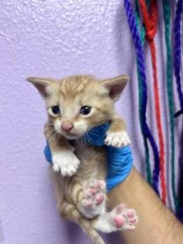 Domestic Short Hair Cats Available for Adoption in El Paso, Texas - 60873482 | PetCurious