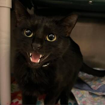 Salem -  Domestic Short Hair Cat for Adoption in Murray, Utah - Salem | PetCurious
