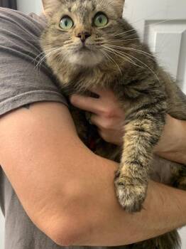 Ms Possum -  Maine Coon and Domestic Long Hair Cat for Adoption in Douglasville, Georgia - Ms Possum | PetCurious