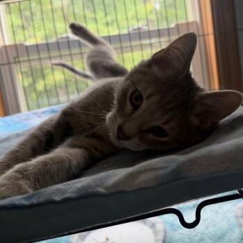 Puddin Pie -  Domestic Short Hair Cat for Adoption in Muncie, Indiana - Puddin Pie | PetCurious