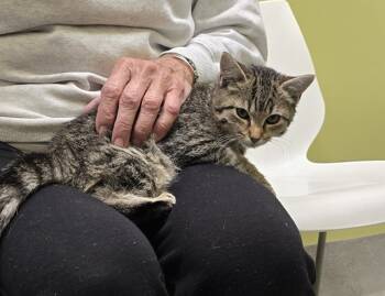 Rescue Domestic Short Hair Cats for Adoption in Dickson, Tennessee - Azalea | PetCurious