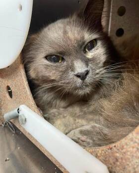 Charlotte -  Domestic Medium Hair Cat for Adoption in Stillwater, Oklahoma - Charlotte | PetCurious