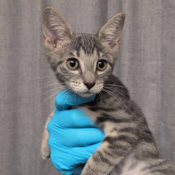 Ultra Instinct -  Domestic Short Hair Cat for Adoption in Hattiesburg, Mississippi - Ultra Instinct | PetCurious