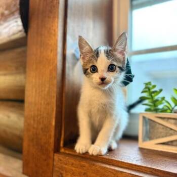 Timber Lumberton -  Tabby and Domestic Short Hair Cat for Adoption in Friendswood, Texas - Timber Lumberton | PetCurious