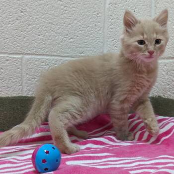 Carmie -  Domestic Short Hair Cat for Adoption in Harrisonburg, Virginia - Carmie | PetCurious