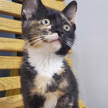 Ariel -  Domestic Short Hair Cat for Adoption in Grove City, Ohio - Ariel | PetCurious