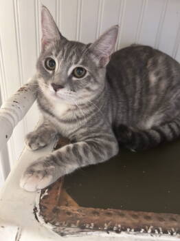 Rescue Domestic Short Hair Cats for Adoption in Littlestown, Pennsylvania - Bitsy (foster Kitten) | PetCurious