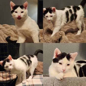 Domestic Short Hair Cats Available for Adoption in Abingdon, Maryland - 0223-03 Leonard | PetCurious