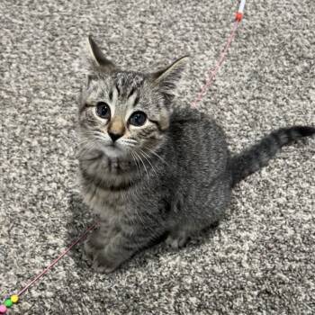 Rescue Domestic Short Hair Cats for Adoption in North Canton, Ohio - Frankie | PetCurious