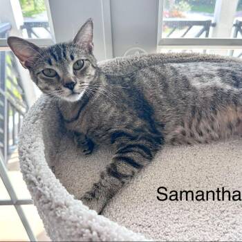 FLBP-Samantha -  Domestic Short Hair Cat for Adoption in Buffalo, New York - FLBP-Samantha | PetCurious