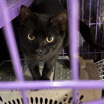 Domestic Short Hair Cats Available for Adoption in Abingdon, Maryland - BCAS Bug | PetCurious