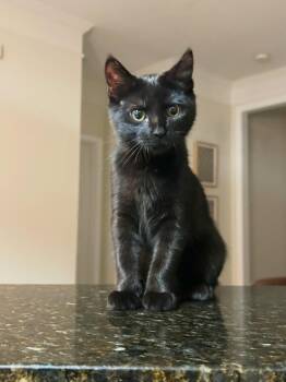 Boo -  Domestic Short Hair Cat for Adoption in Milton, Georgia - Boo | PetCurious
