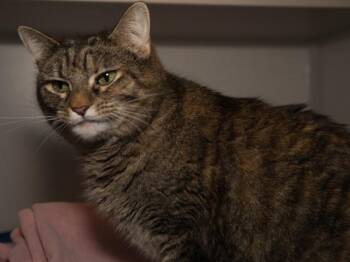 Domestic Short Hair Cats Available for Adoption - BOO BOO KITTY | PetCurious