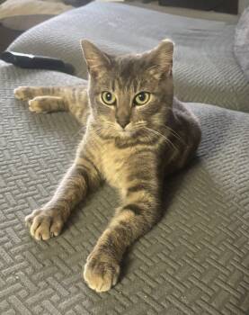 Domestic Short Hair Cats Available for Adoption - Lily | PetCurious