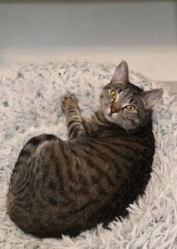 Rescue Domestic Short Hair Cats for Adoption in Baton Rouge, Louisiana - Lily | PetCurious