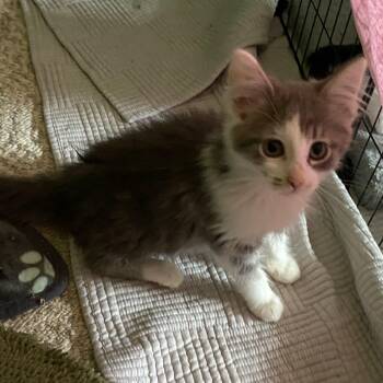 Cumulus -  Domestic Long Hair Cat for Adoption in Holly, Michigan - Cumulus | PetCurious
