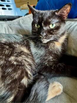Tortoiseshell and Calico Cats Available for Adoption - Whitney | PetCurious