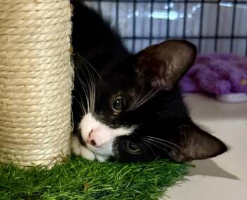 Jaxson  5.1.26 (prespay) -  Domestic Long Hair Cat for Adoption in Apopka, Florida - Jaxson  5.1.26 (prespay) | PetCurious