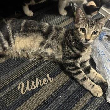 Usher #all-time-playgirl -  Tabby and Domestic Short Hair Cat for Adoption in Houston, Texas - Usher #all-time-playgirl | PetCurious