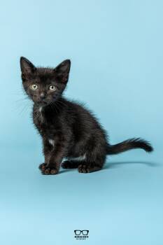 Pinto -  Domestic Medium Hair Cat for Adoption in Hoffman Estates, Illinois - Pinto | PetCurious