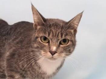 Relish -  Domestic Short Hair Cat for Adoption in Golden Valley, Minnesota - Relish | PetCurious