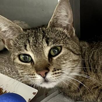 Domestic Short Hair Cats Available for Adoption - Tulip | PetCurious