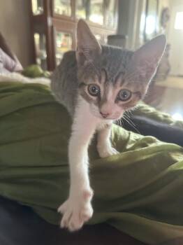 Albie -  Domestic Short Hair and Tabby Cat for Adoption in Vacaville, California - Albie | PetCurious
